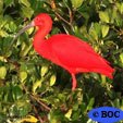 Scarlet Ibis