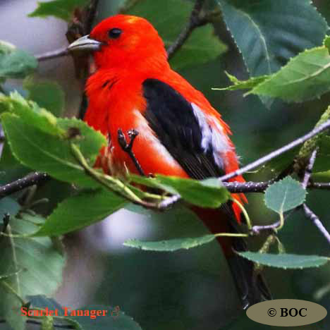 Birds of Cuba