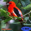 Scarlet Tanager