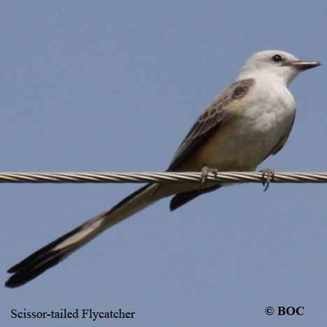 Birds of Cuba