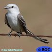 Scissor-tailed Flycatcher