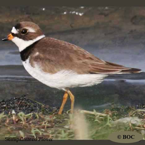 Birds of Cuba
