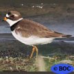 Semipalmated Plover