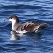 Shearwaters