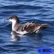 Shearwaters