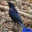 Shiny Cowbird