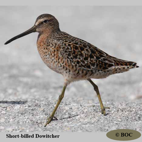 Birds of Cuba