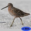 Short-billed Dowitcher
