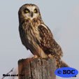 Short-eared Owl