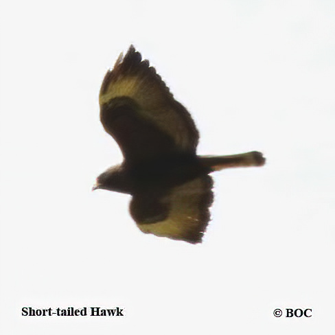 Birds of North America