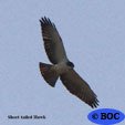 Short-tailed Hawk