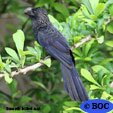 Birds indexed from A to E