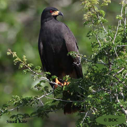 Birds of Cuba