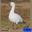 Snow Goose