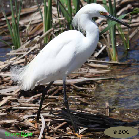 Birds of Cuba