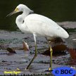 Snowy Egret