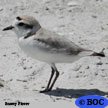 Snowy Plover