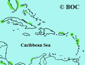 Sooty Shearwater range