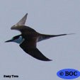 Sooty Tern