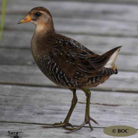 Birds of Cuba