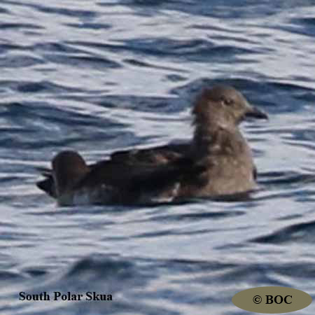Birds of Cuba