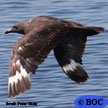 South Polar Skua