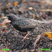 European Starling