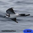 Storm-Petrels