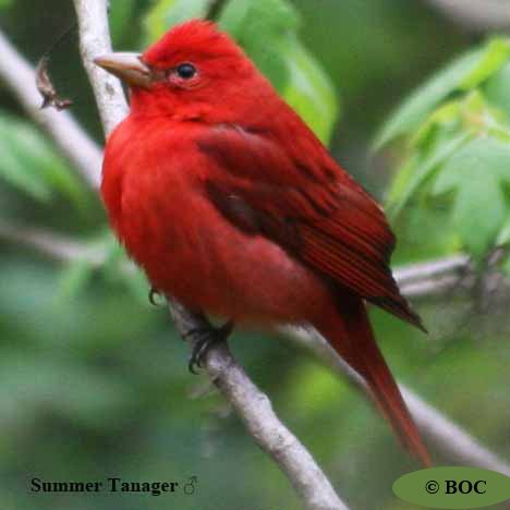 Birds of Cuba