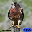 Swainson's Hawk
