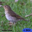 Swainson's Thrush