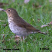 Swainson's Thrush