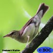 Swainson's Warbler