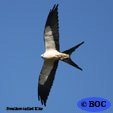 Swallow-tailed Kite