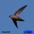 Swifts