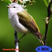 Tennessee Warbler