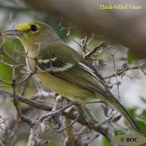 Birds of Cuba