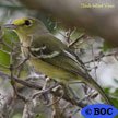 Thick-billed Vireo