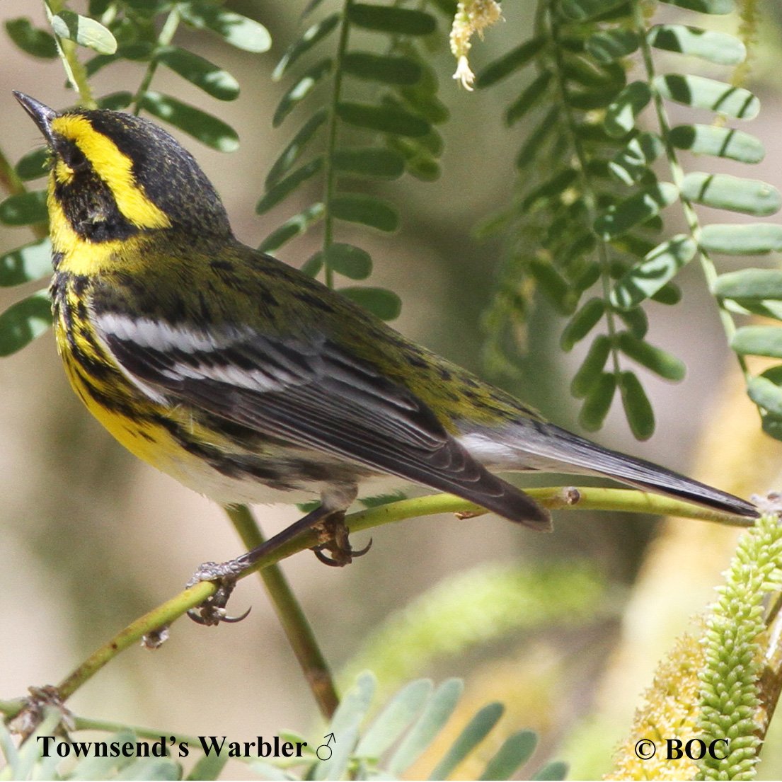 Birds of Cuba