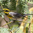 Townsend's Warbler