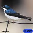 Tree Swallow