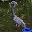 Tricolored Heron