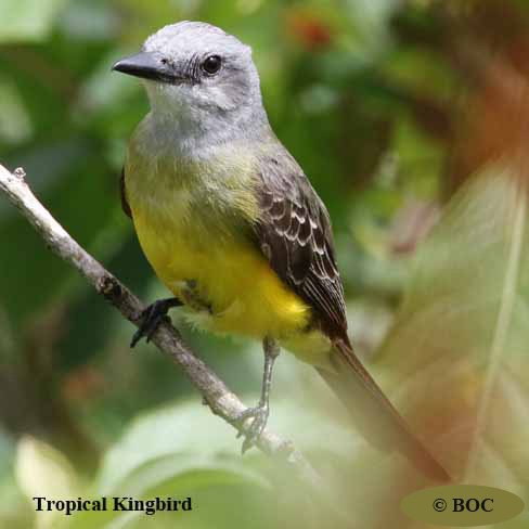 Birds of Cuba