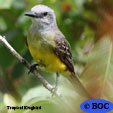 Tropical Kingbird