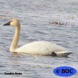 Swan
