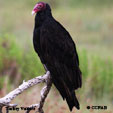 Turkey Vulture