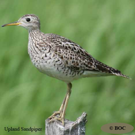 Birds of Cuba
