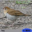 Veery