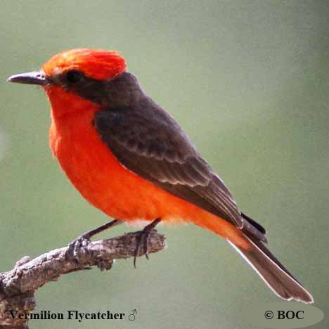 Birds of Cuba