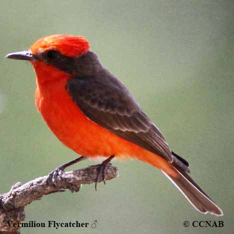 Birds of Cuba